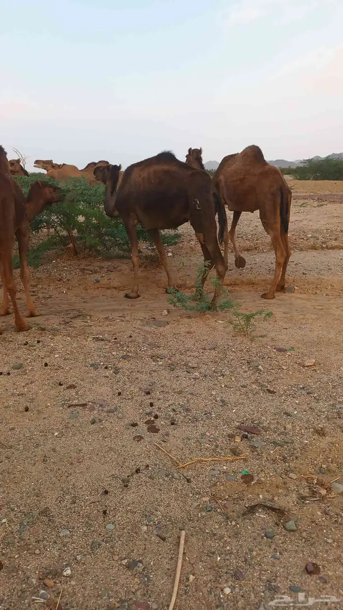 نياق عوداي دهم من 5500 4