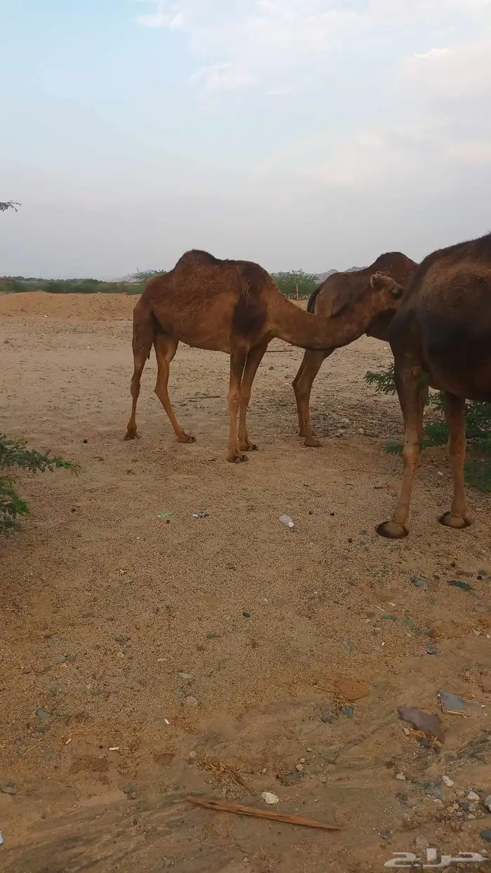 نياق عوداي دهم من 5500 5