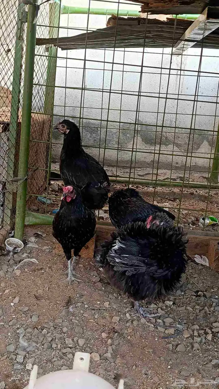 دجاج بلدي بياض 2