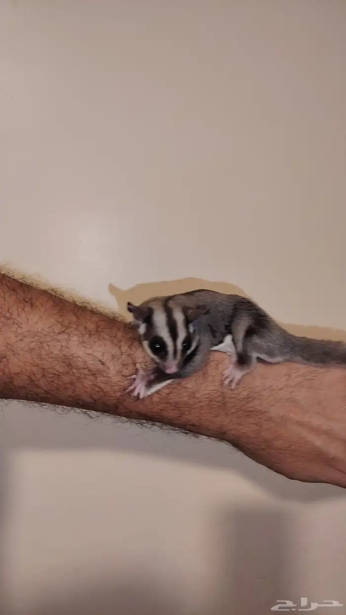 شوقر قلايدر سنجاب طائر اليف مره ذكر وانثى 3