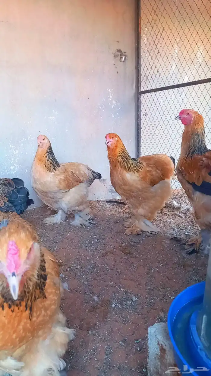 بيض براهما بف قولدا ذهبي 2