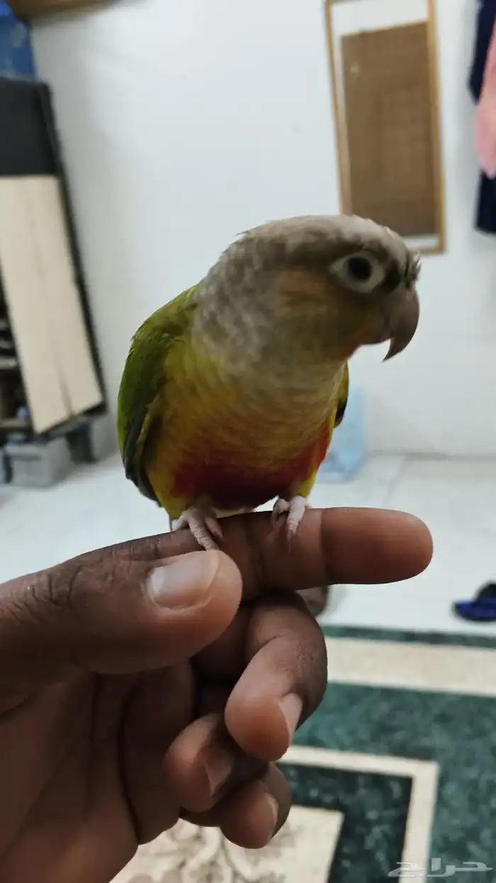 ببغاء كنيور هدد اليف وبعض الكلمات السعر 800ريال قابل للتفاوض 0