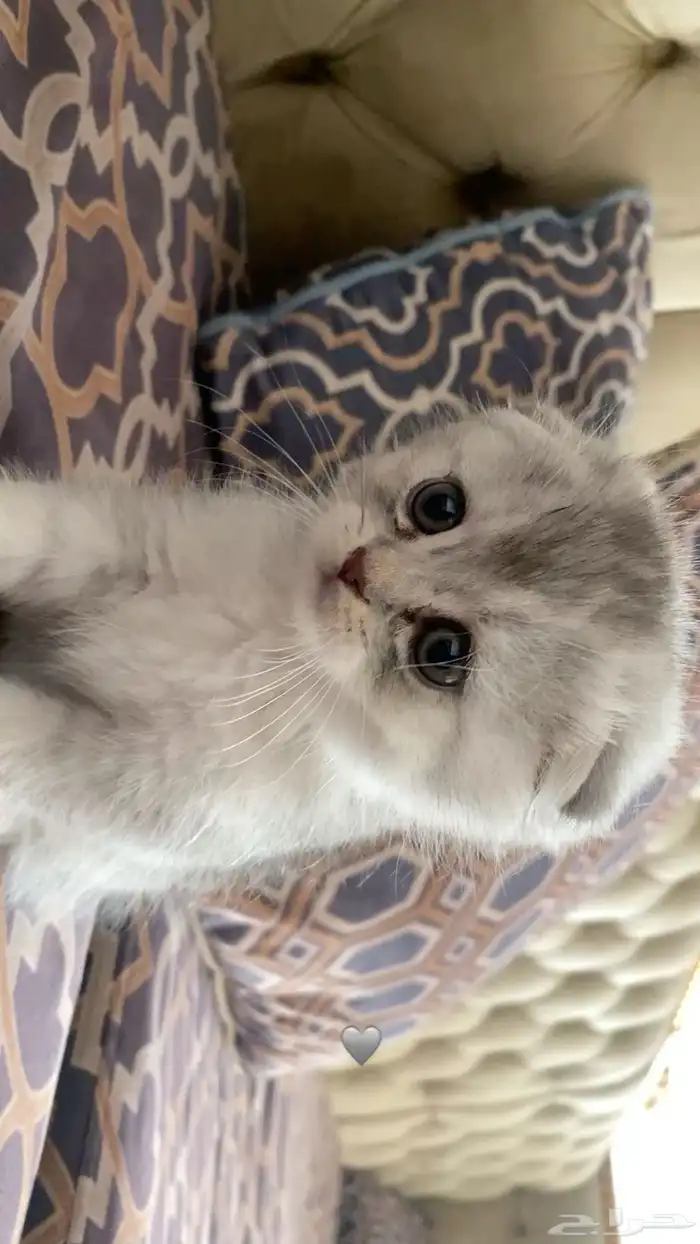 قطط سكوتش كيتن مكس شيرازي 0