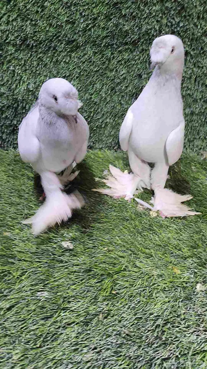 للبيع الموقع الرياض 0