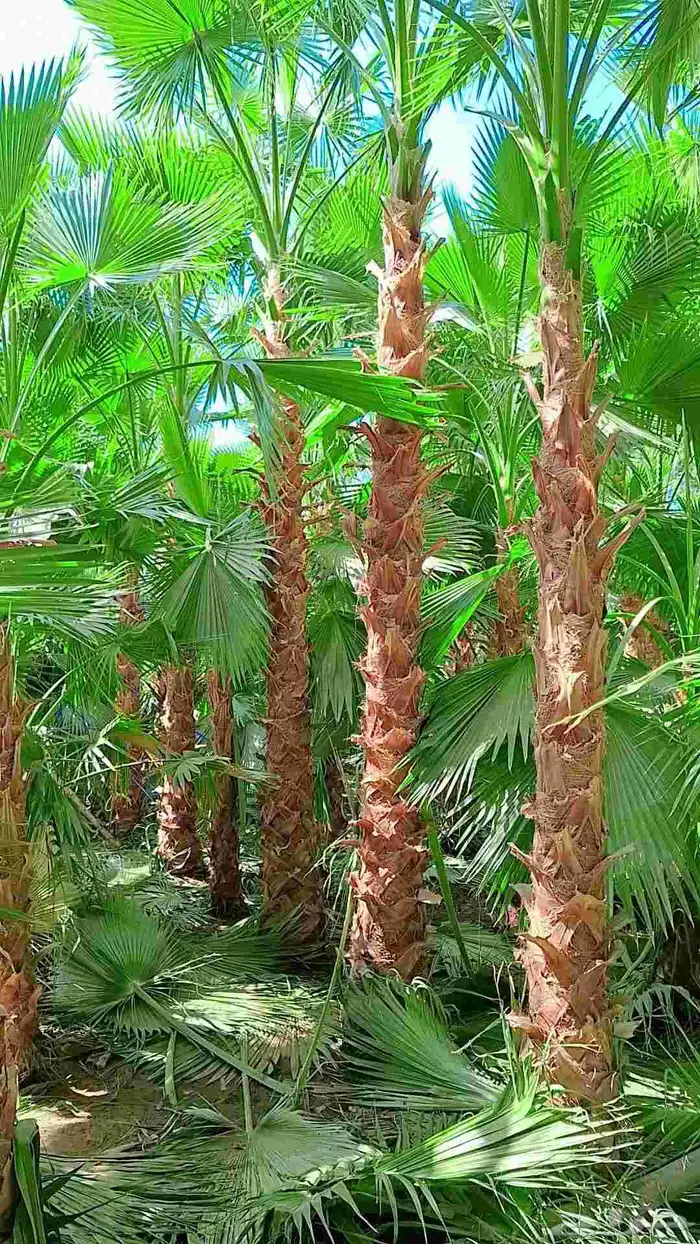 نقوم بتوريد جميع أنواع النخيل الوشنطني والعربي 5