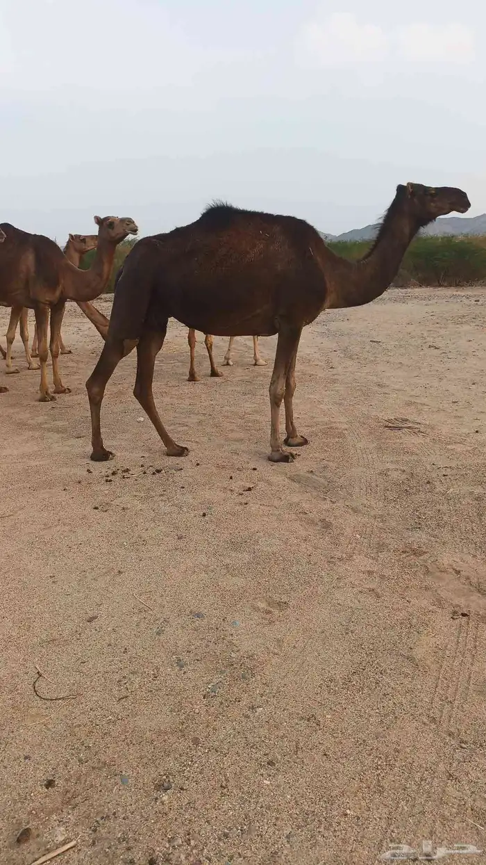 نياق عوداي دهم من 5500 6