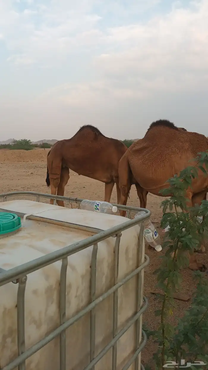 نياق عوداي دهم من 5500 7