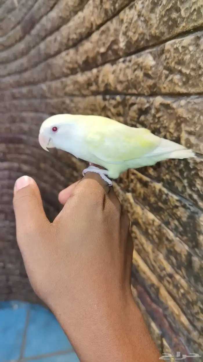 للبيع فرخ روز 0