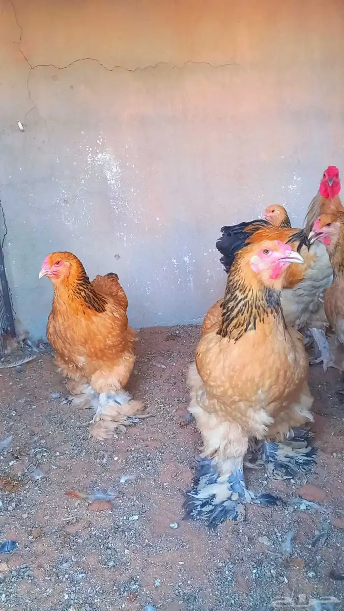 بيض براهما بف قولدا ذهبي 3