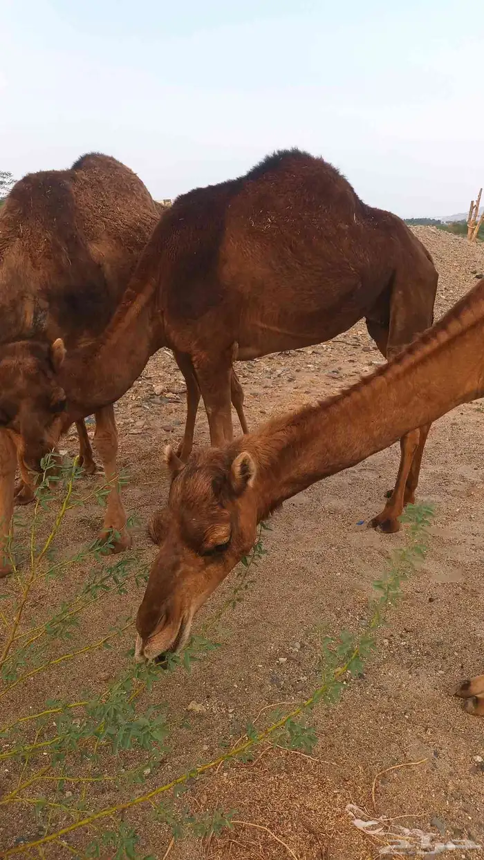 نياق عوداي دهم من 5500 0
