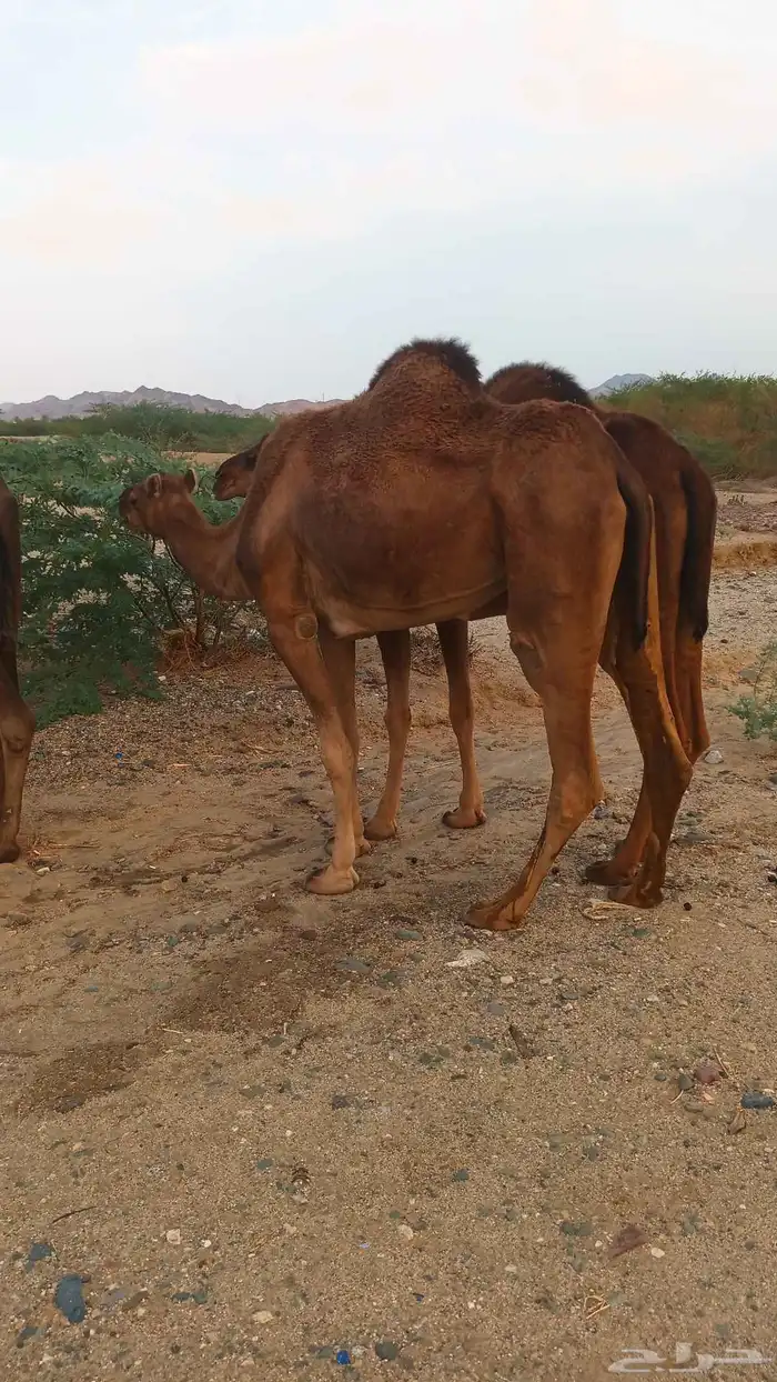 نياق عوداي دهم من 5500 3