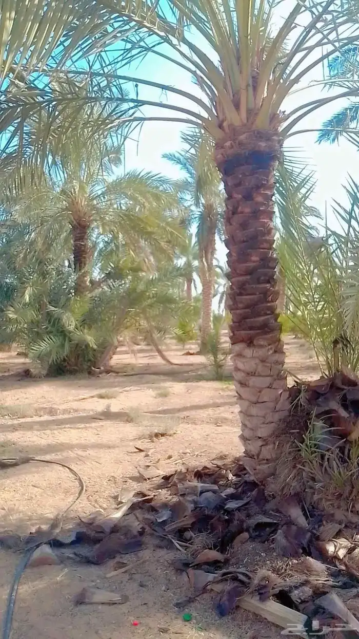 مقاولات عامه 6