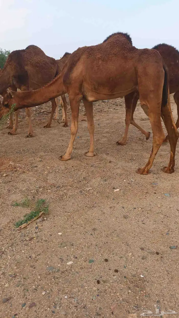 نياق عوداي دهم من 5500 2