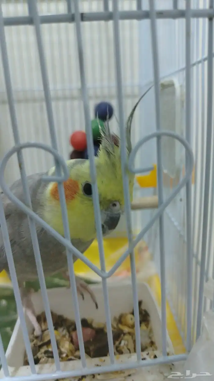 فندقة طيور أرانب بأسعار تناسب الجميع 2