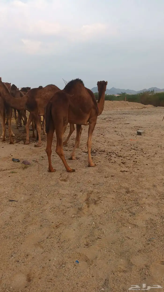 نياق عوداي دهم من 5500 1