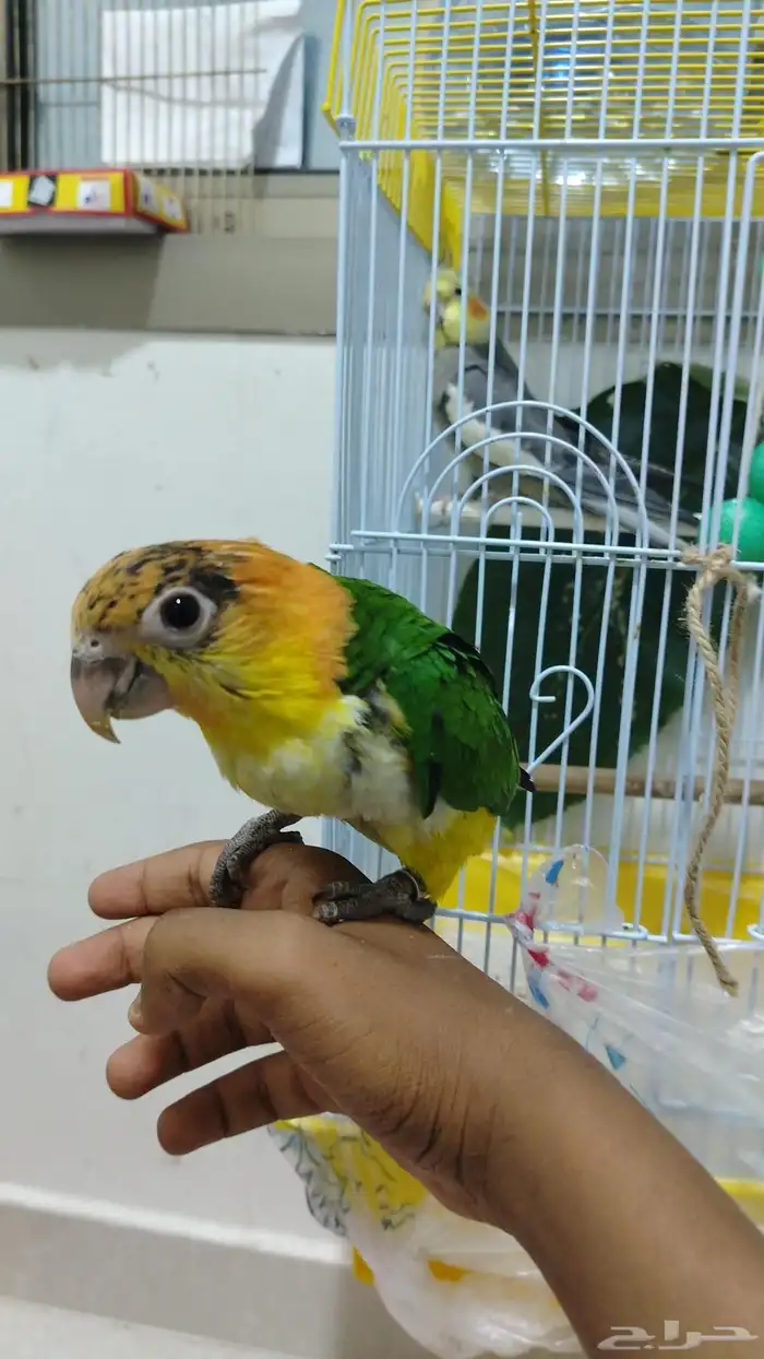 فندقة طيور أرانب بأسعار تناسب الجميع 5