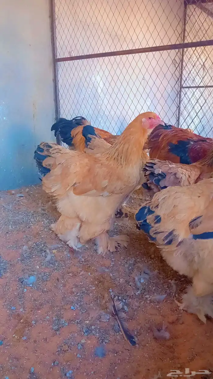 بيض براهما بف قولدا ذهبي 4