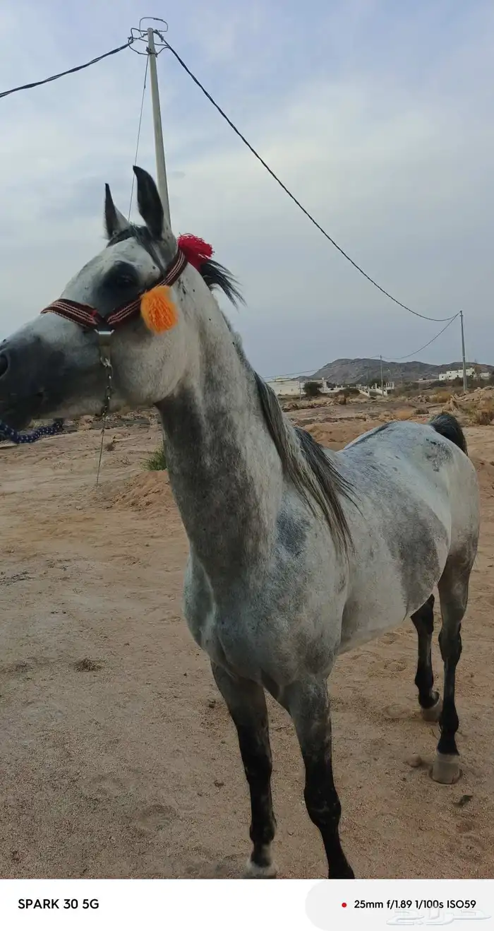 حصان واهو تشبيه لوجه الله 2