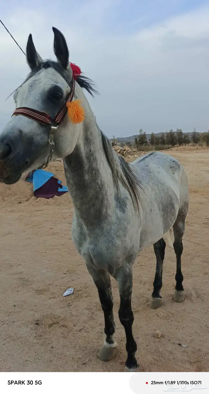 حصان واهو تشبيه لوجه الله 1