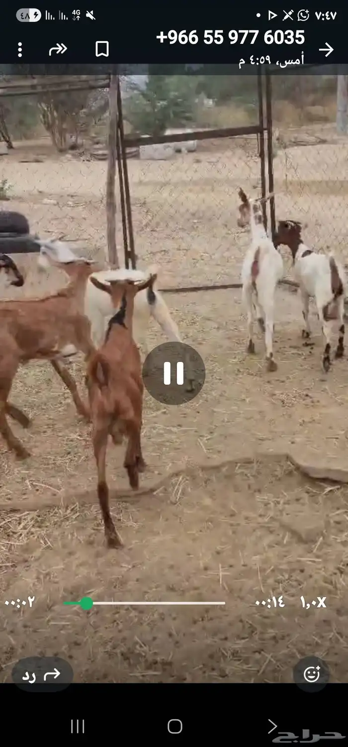 تيوس وجفار 3