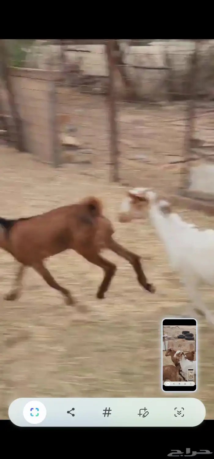 تيوس وجفار 1