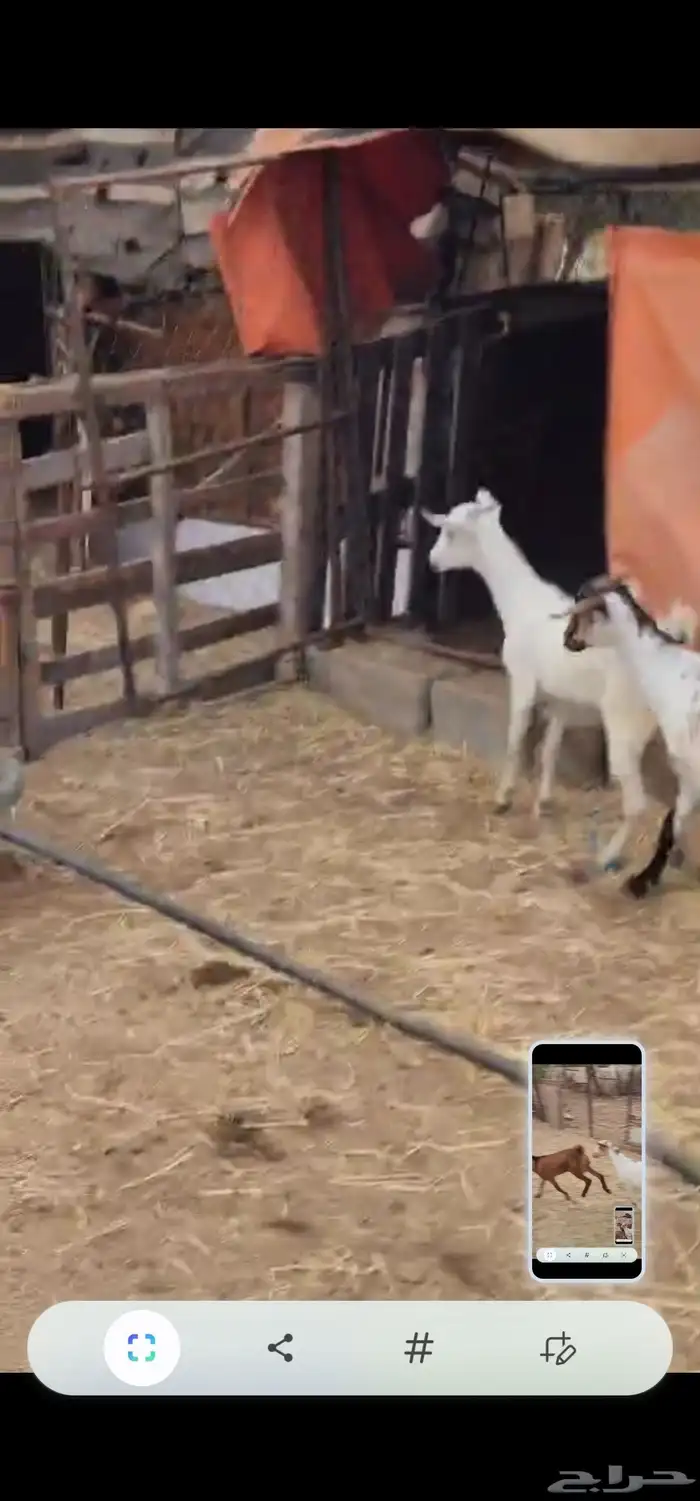 تيوس وجفار 0