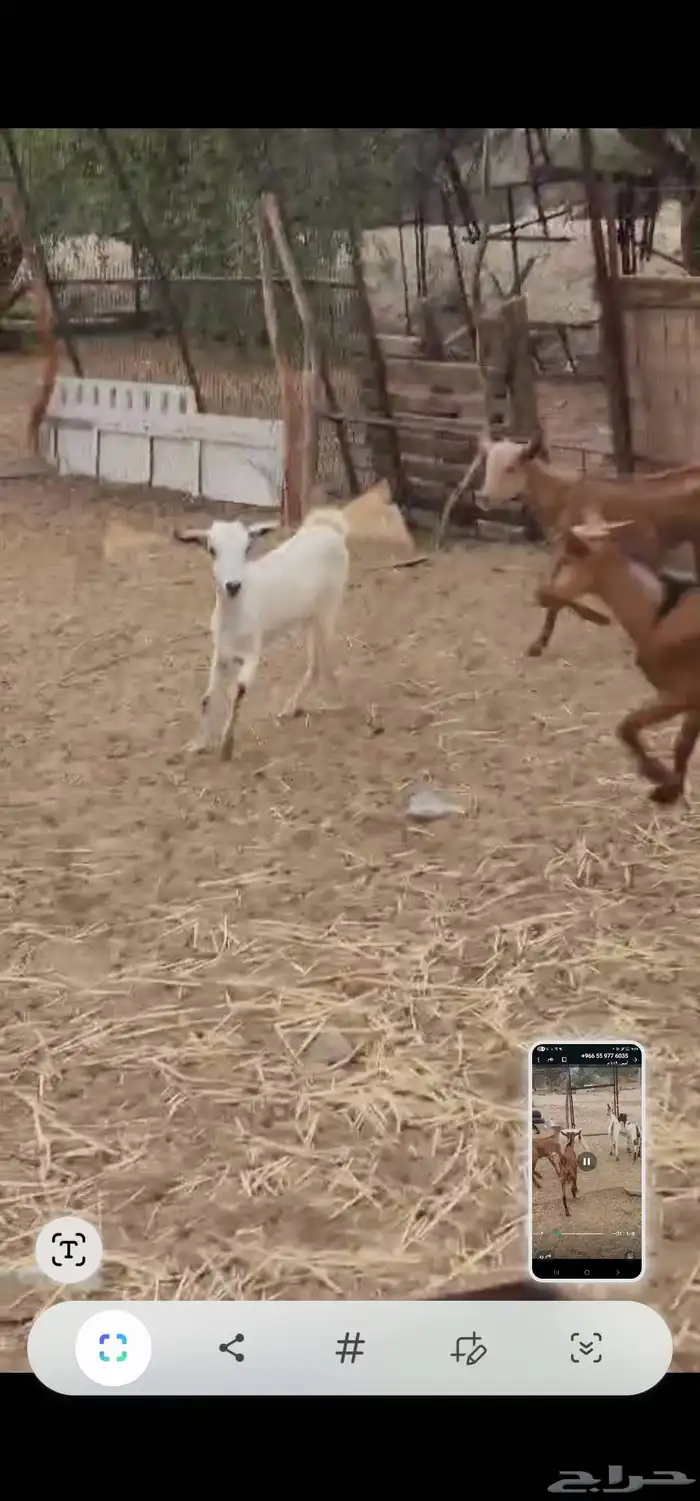 تيوس وجفار 4