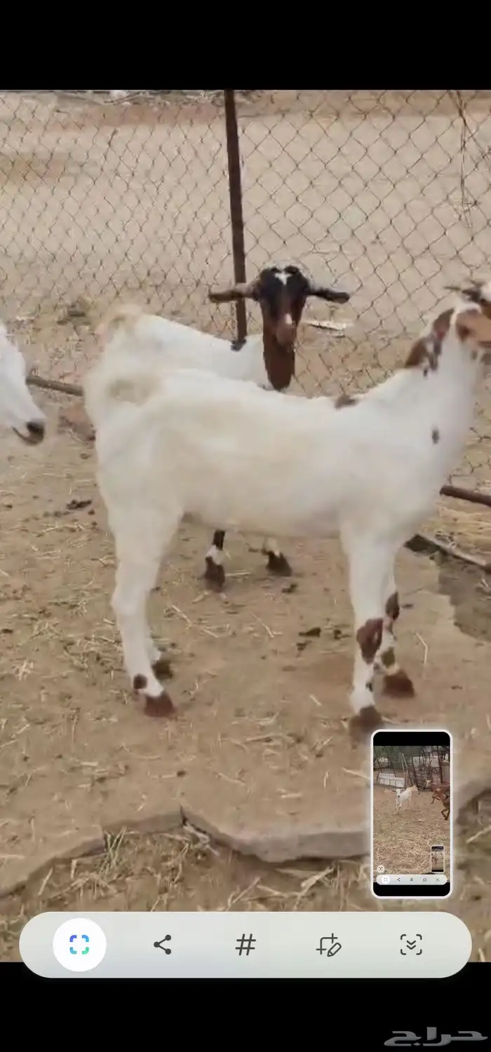 تيوس وجفار 5