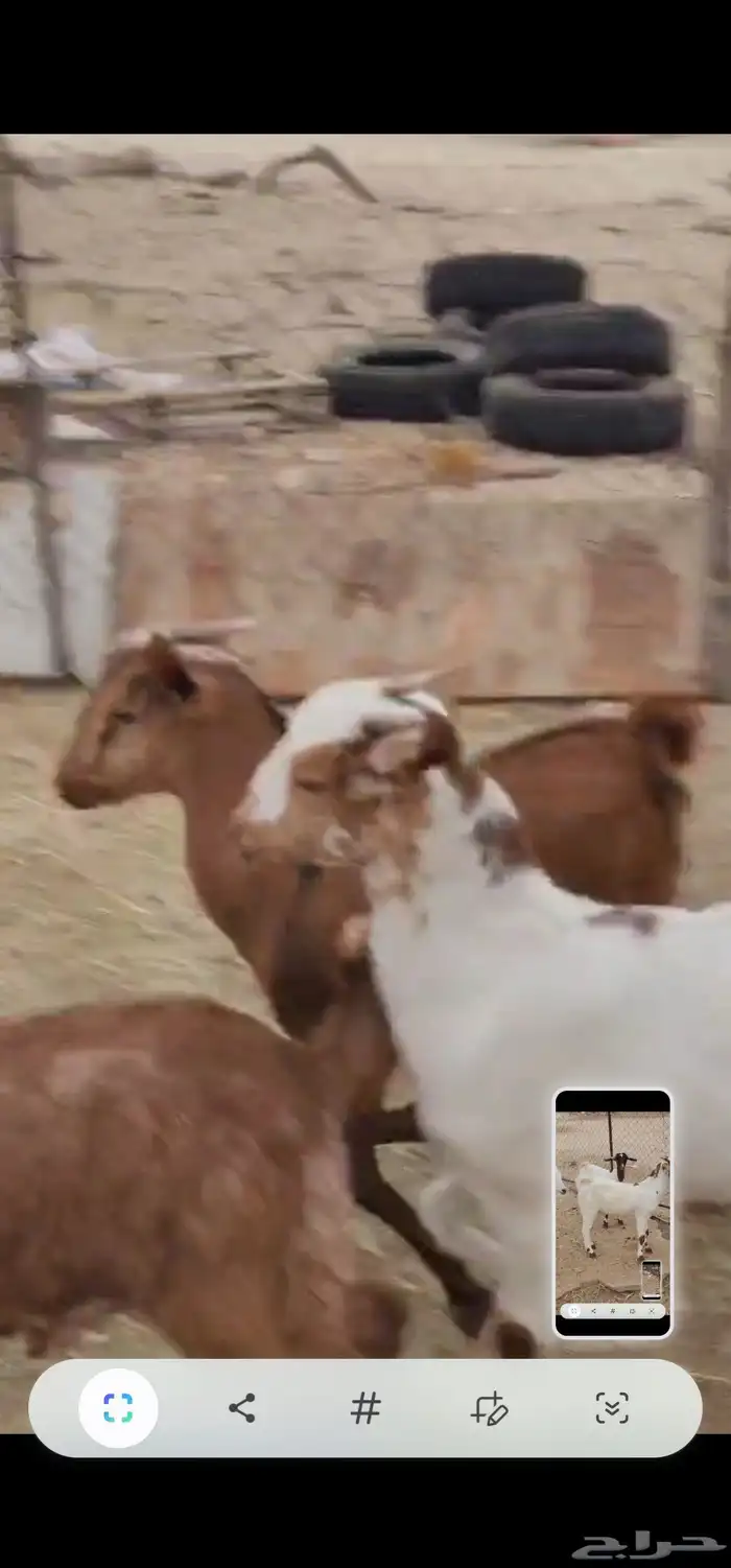 تيوس وجفار 2