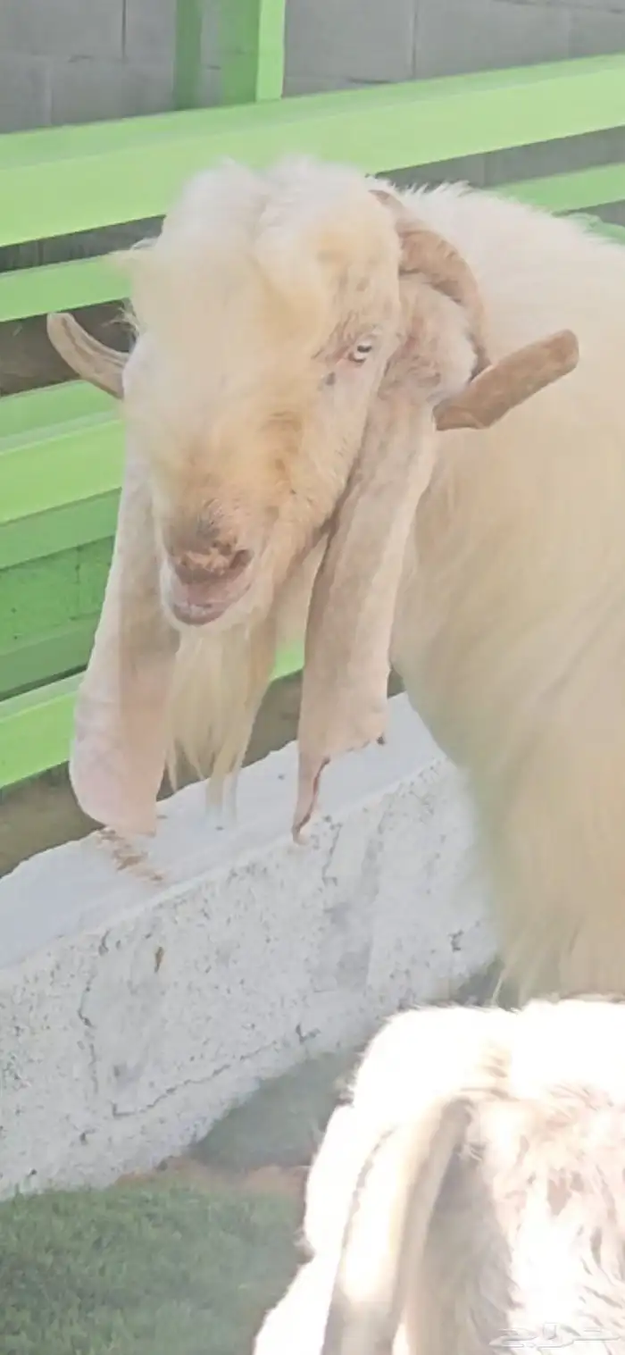 فحل مشروك ابيض كريمي ابرص فاخر من الآخر شرط القريع الحار 7