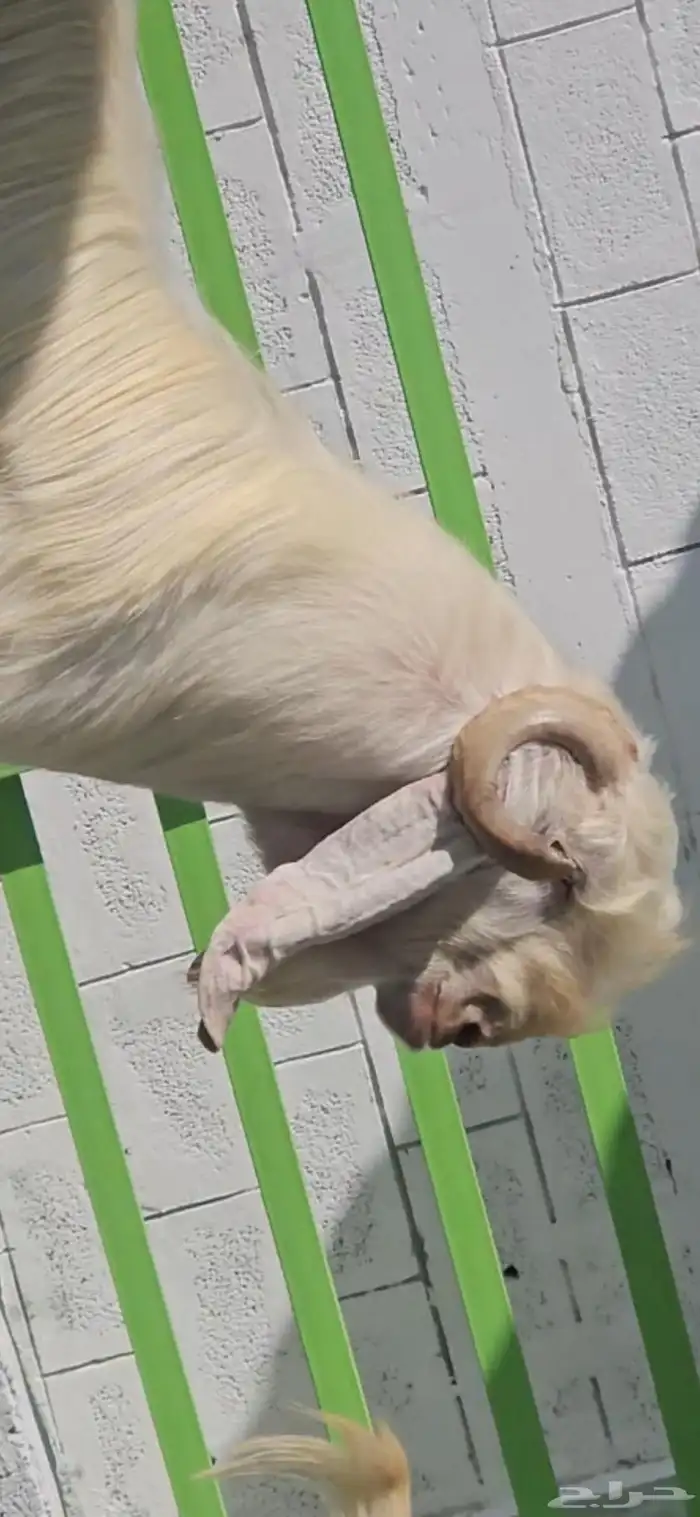 فحل مشروك ابيض كريمي ابرص فاخر من الآخر شرط القريع الحار 5