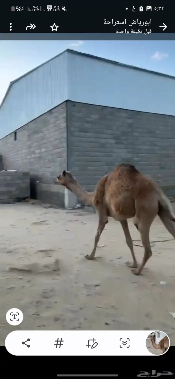 بكره بلدي للبيع 2