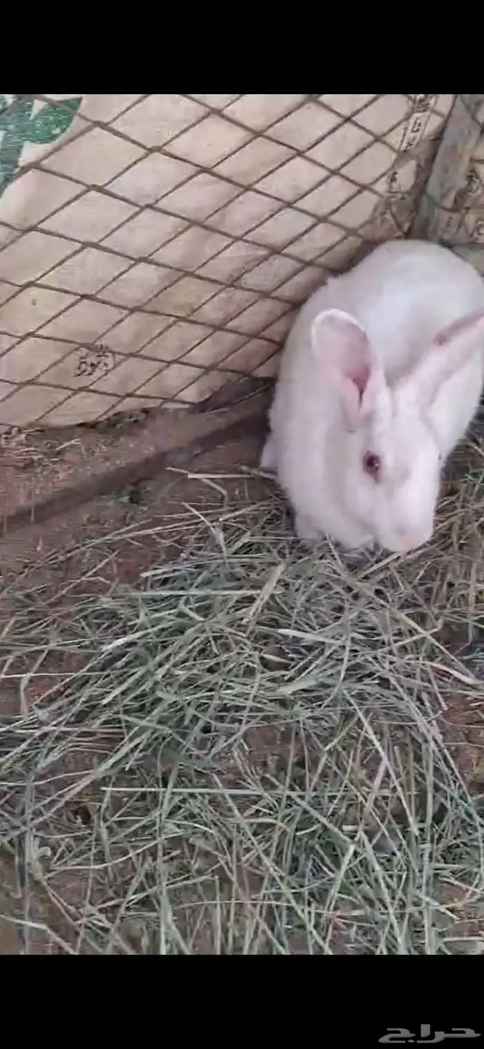 للبيع ارنب ملوده العدد 2 1