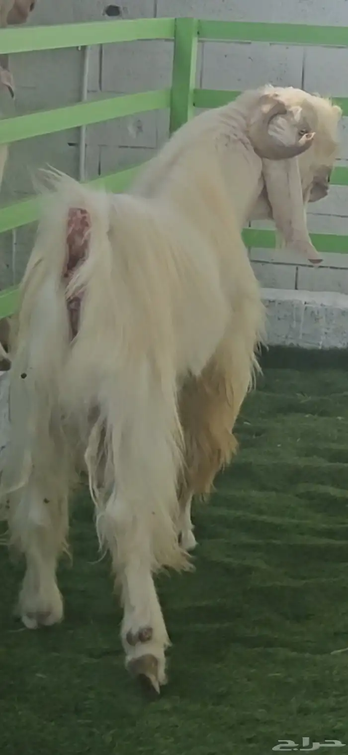 فحل مشروك ابيض كريمي ابرص فاخر من الآخر شرط القريع الحار 4