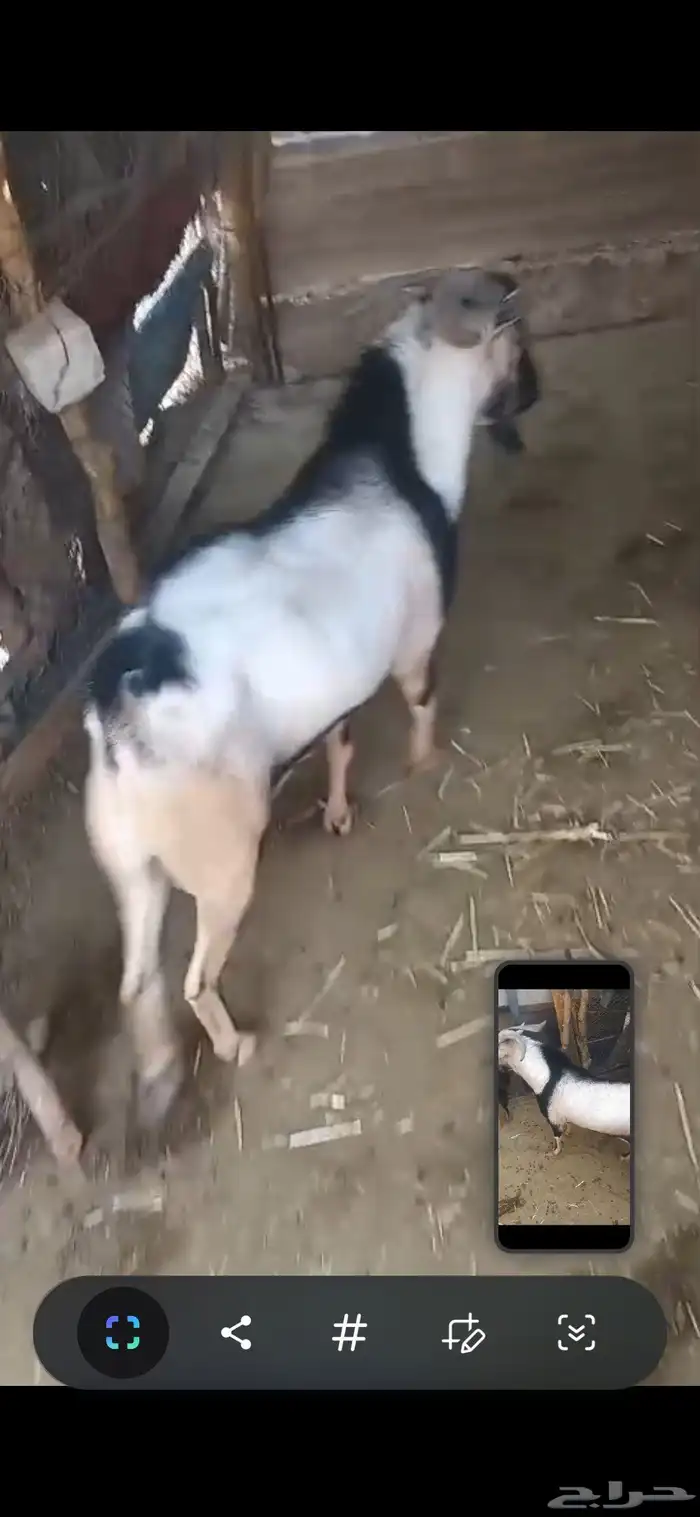 للبيع تيس لون الوعل فحل حار جدا 0