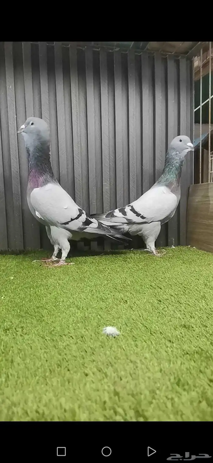 فحلين بربري سوري 1