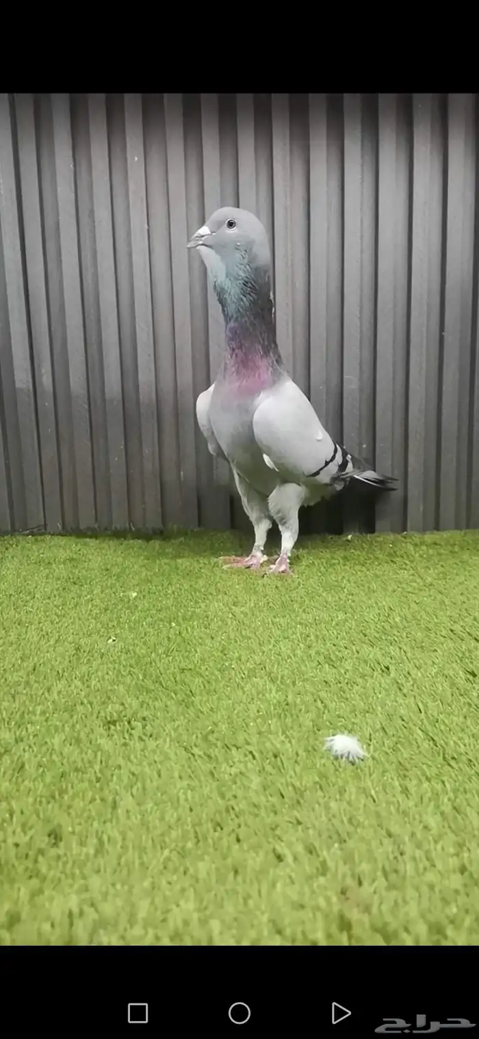 فحلين بربري سوري 2