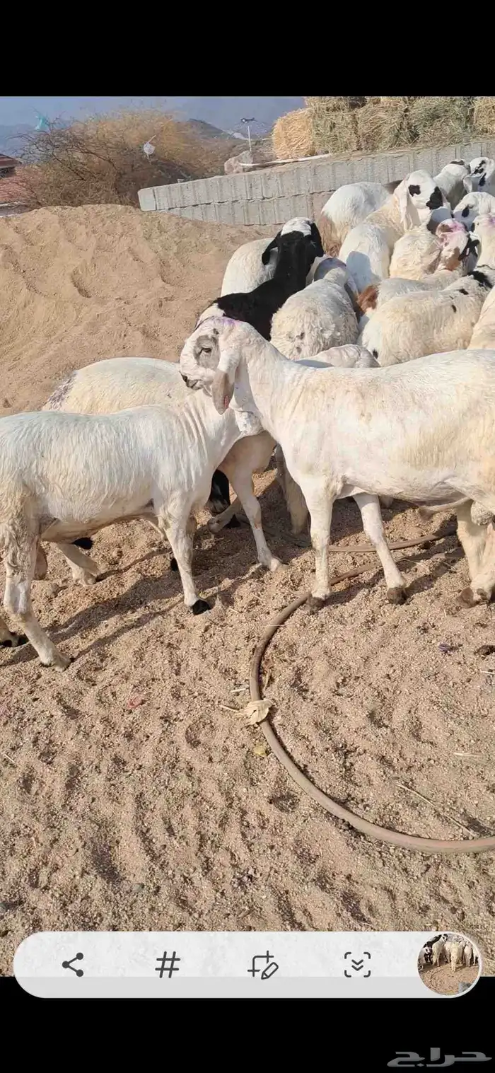 للبيع طليان سواكن شي نضيف ومقفله شحم 2