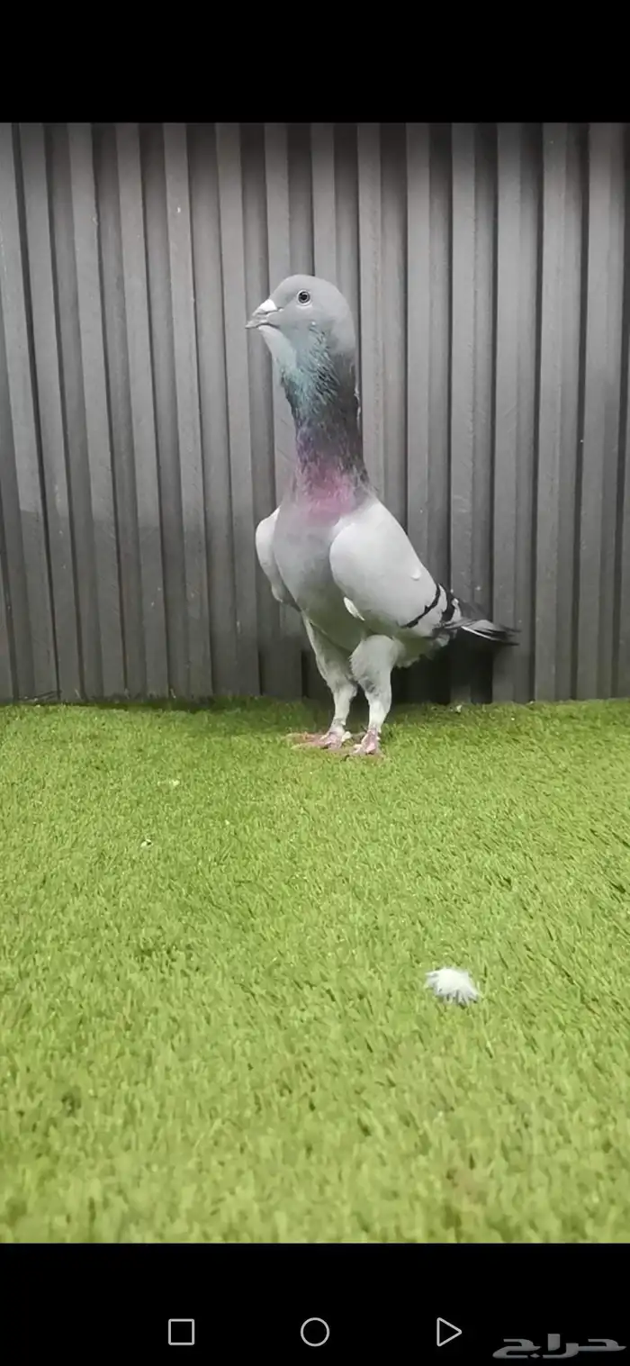 فحلين بربري سوري 4