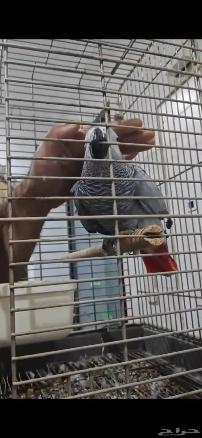 ببغاء كاسكوا أفريقي ذكر حجم سوبر جاموا اليف يقبل المسح 3