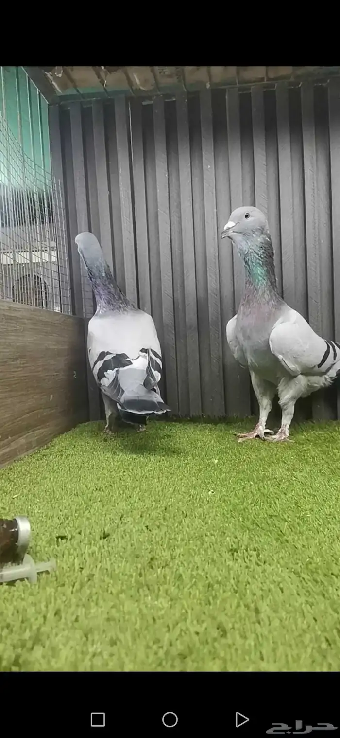 فحلين بربري سوري 0