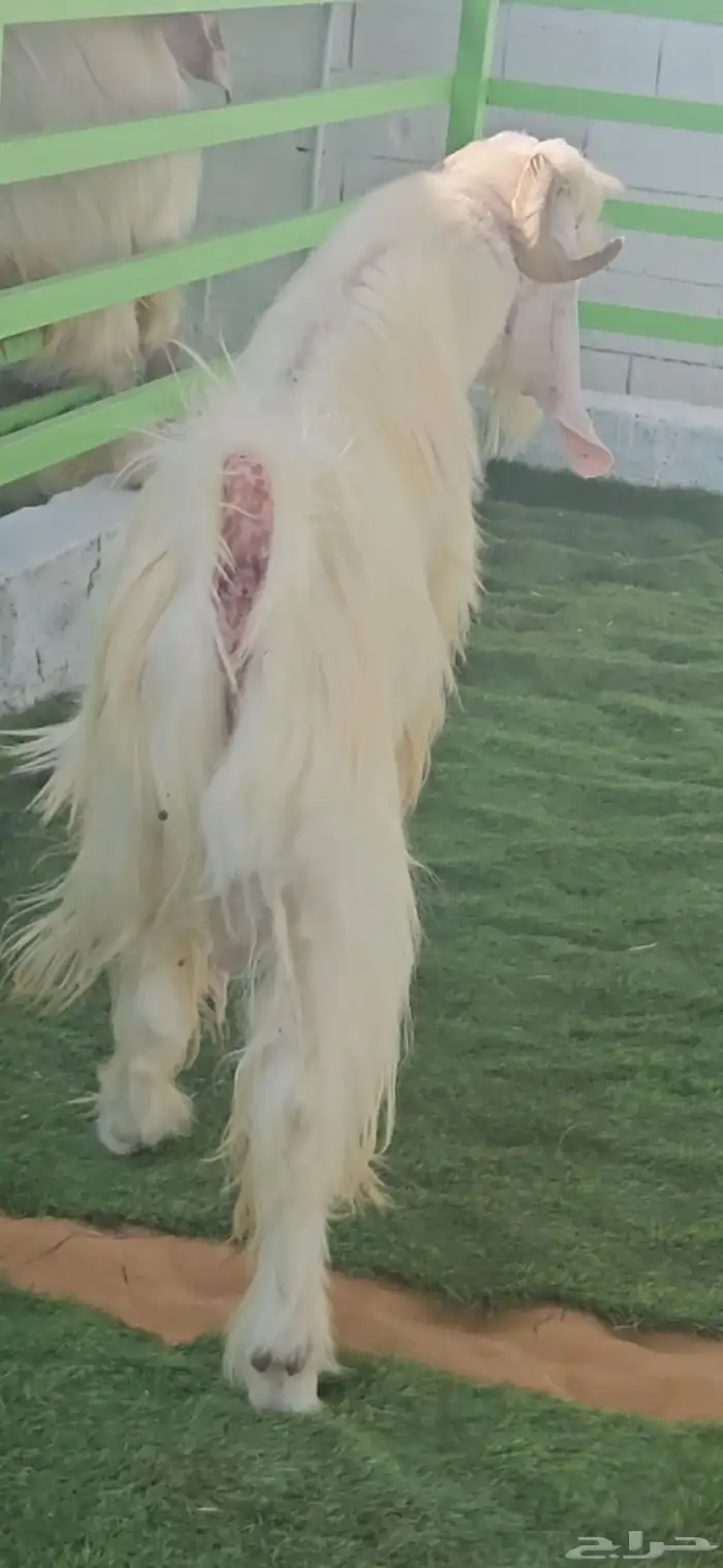 فحل مشروك ابيض كريمي ابرص فاخر من الآخر شرط القريع الحار 8