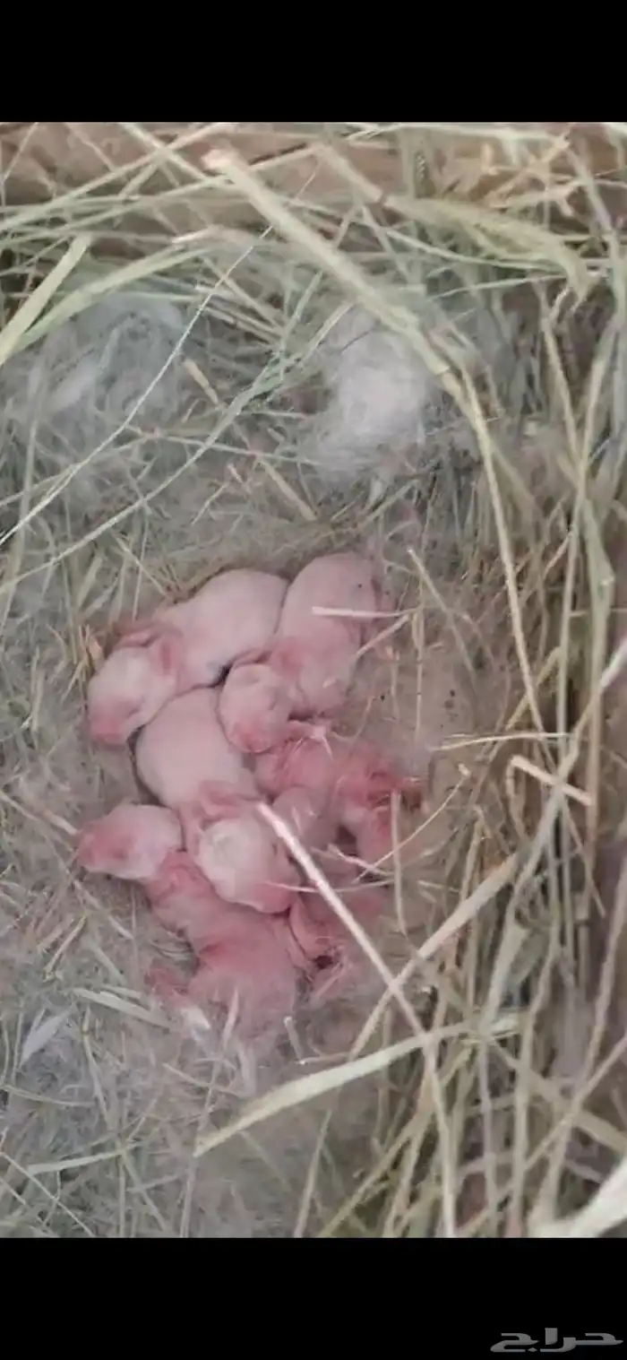 للبيع ارنب ملوده العدد 2 0