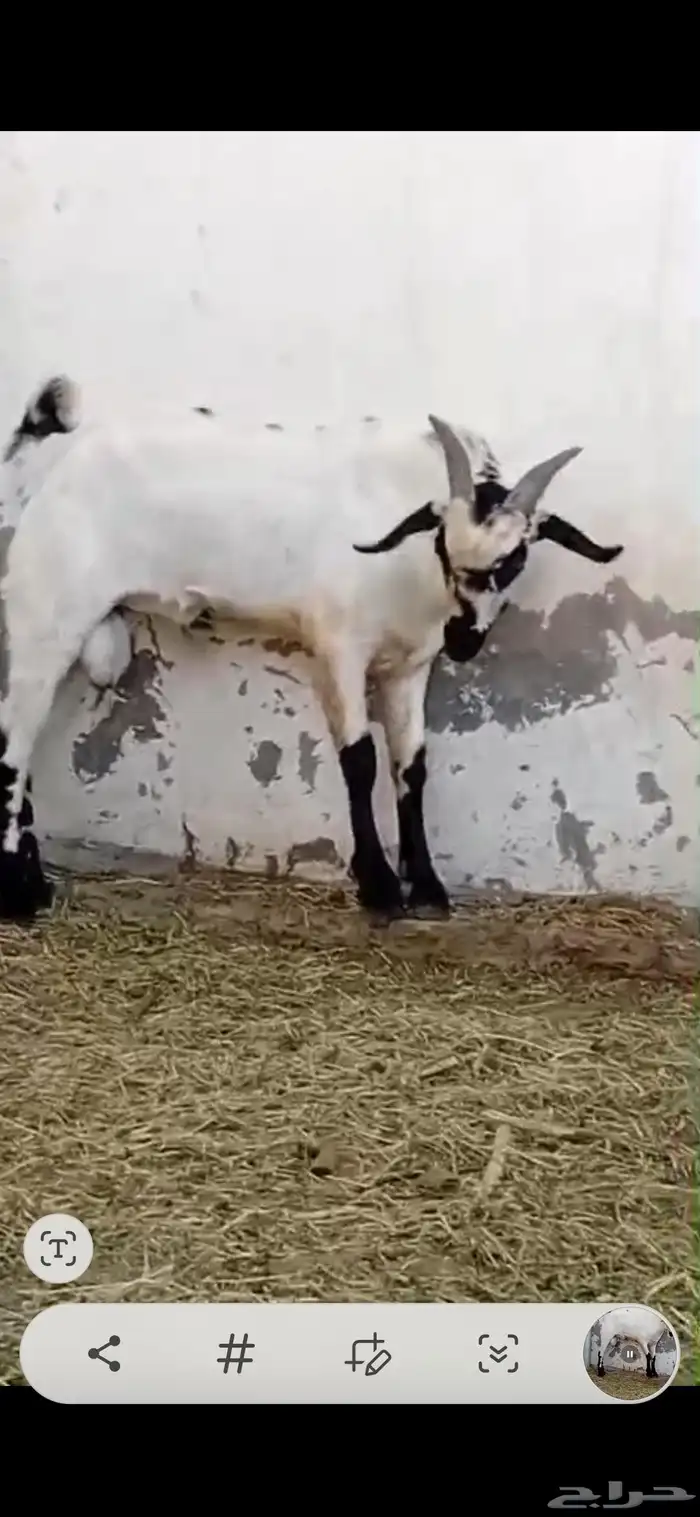 تيس بيشي امرح العمر 7 اشهر تقريبا حار جدا مشروط لو عندك مرا 1