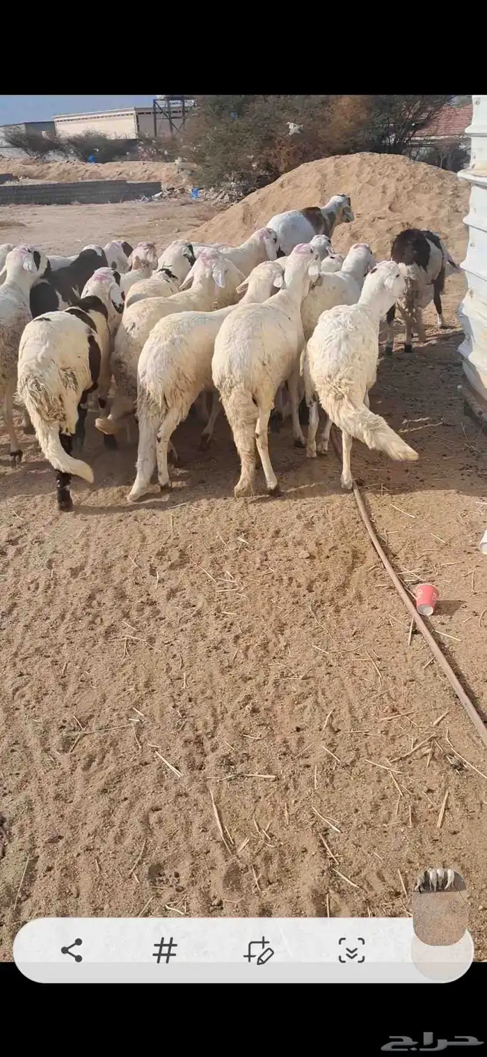 للبيع طليان سواكن شي نضيف ومقفله شحم 3