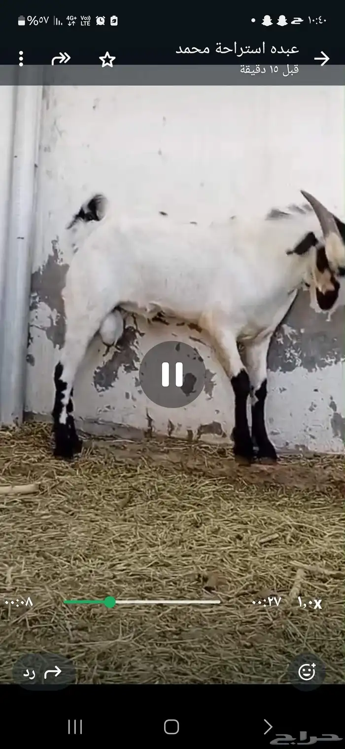 تيس بيشي امرح العمر 7 اشهر تقريبا حار جدا مشروط لو عندك مرا 0