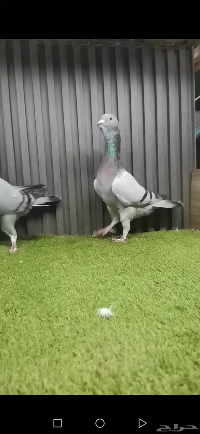 فحلين بربري سوري 3