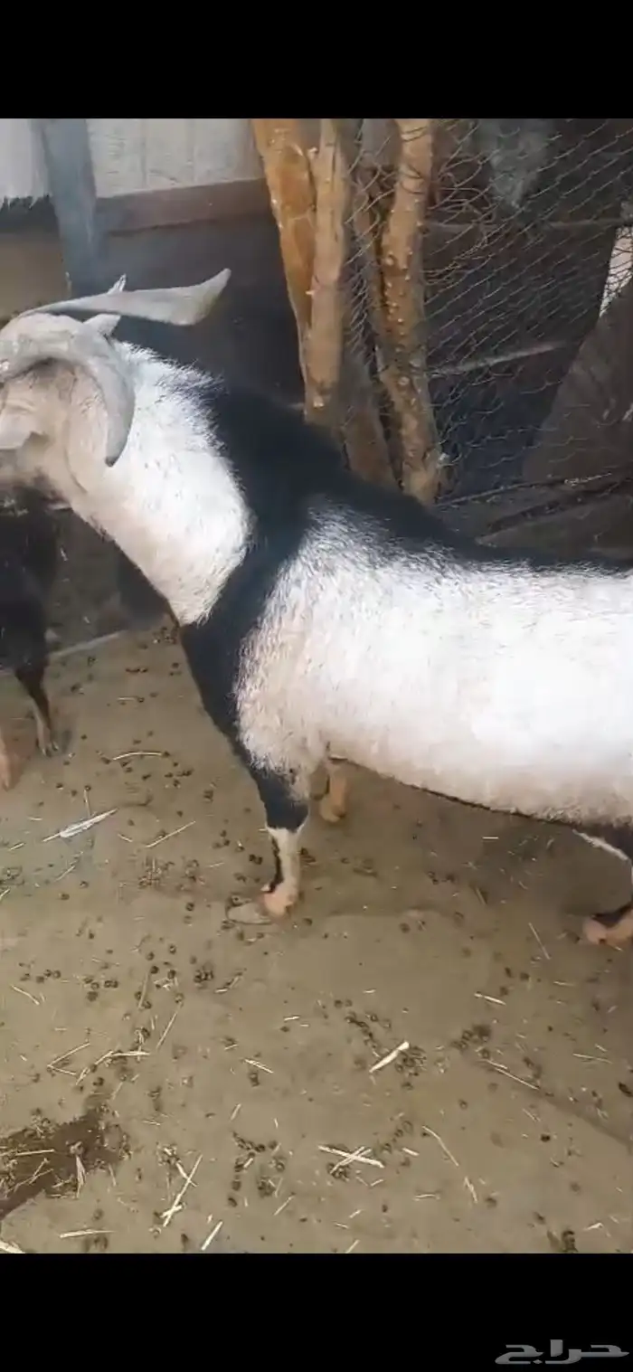 للبيع تيس لون الوعل فحل حار جدا 1