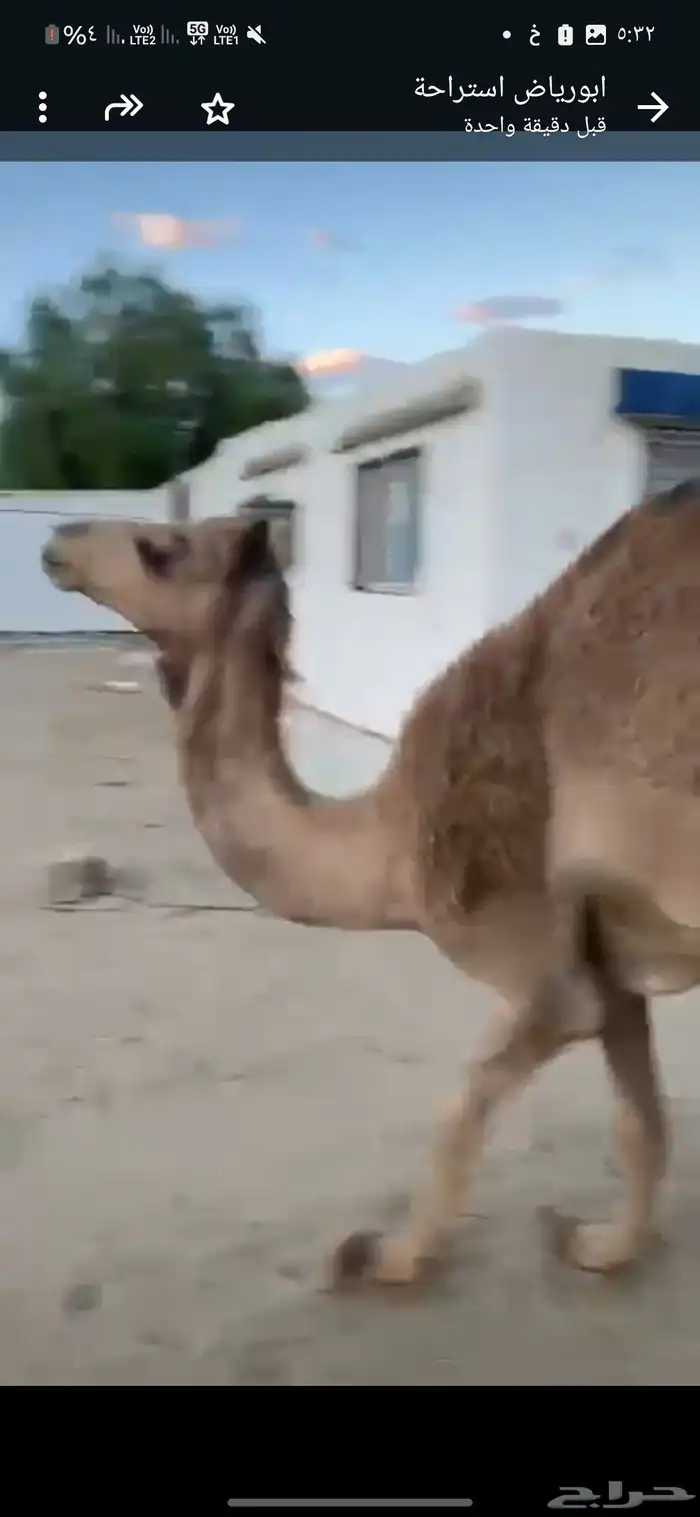 بكره بلدي للبيع 1