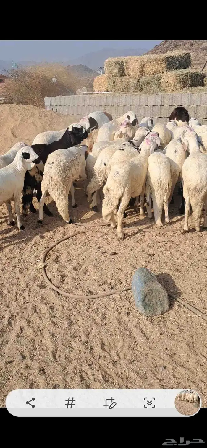 للبيع طليان سواكن شي نضيف ومقفله شحم 0